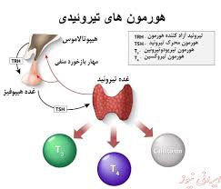 پاورپوینت هورمون های تیروئیدی 